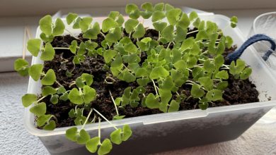 como plantar chia em casa