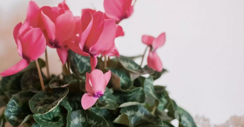 como plantar ciclame