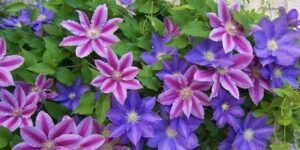 como plantar clematis