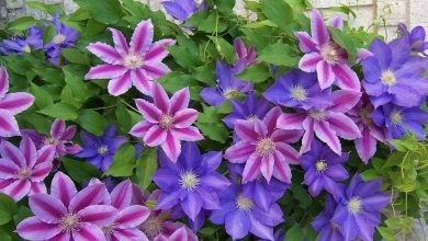 como plantar clematis