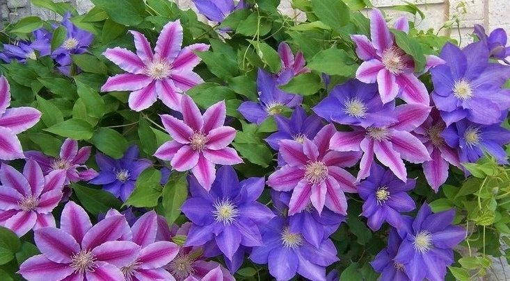 como plantar clematis