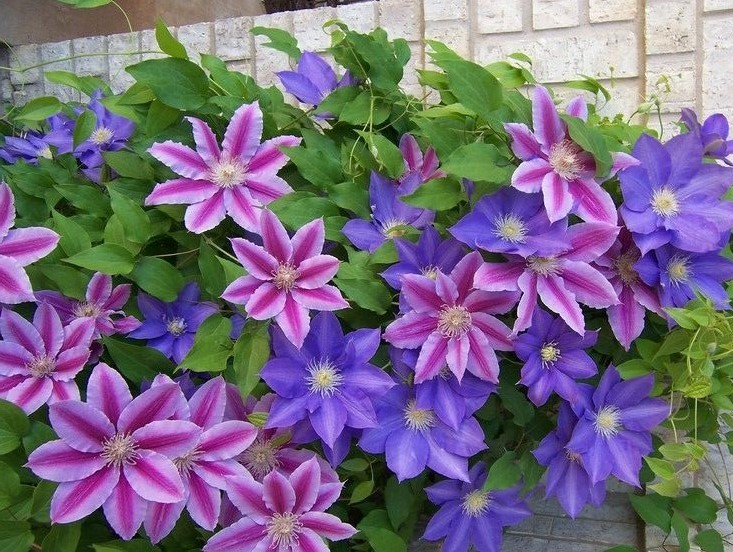 como plantar clematis