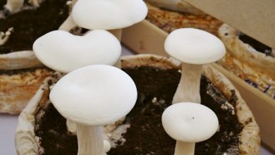 como plantar cogumelo em casa