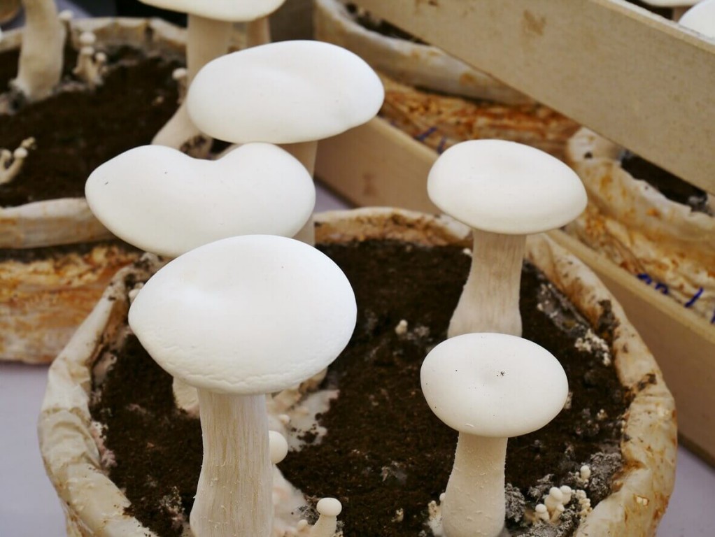 como plantar cogumelo em casa