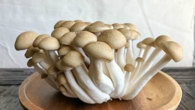 como plantar cogumelos shimeji