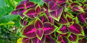 como plantar coleus