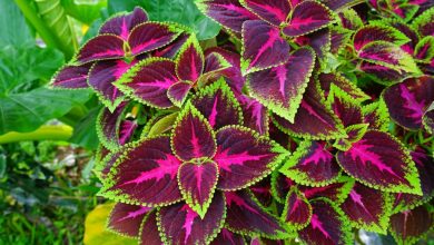 como plantar coleus