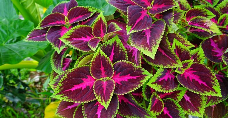 como plantar coleus