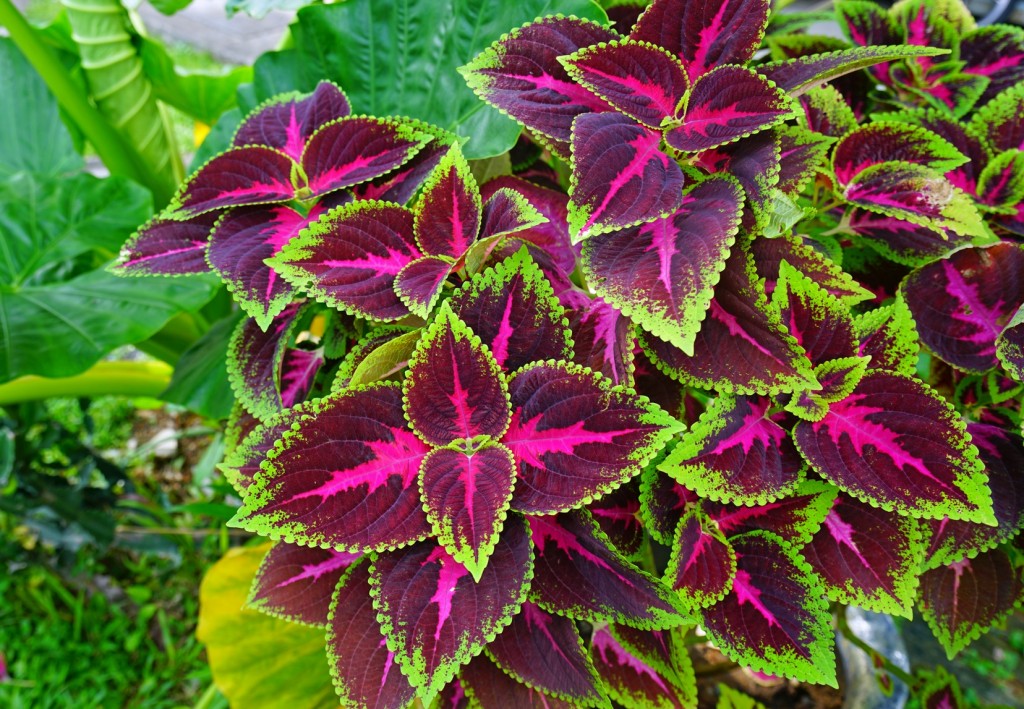 como plantar coleus