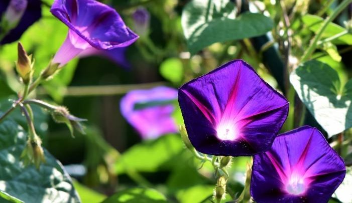 como plantar corriola