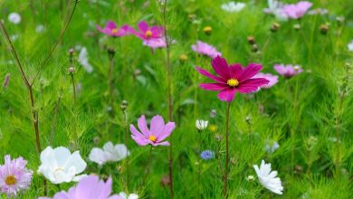 como plantar cosmos