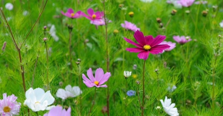 como plantar cosmos