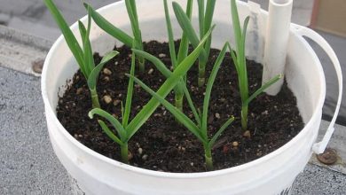 como plantar cravo-da-india em casa