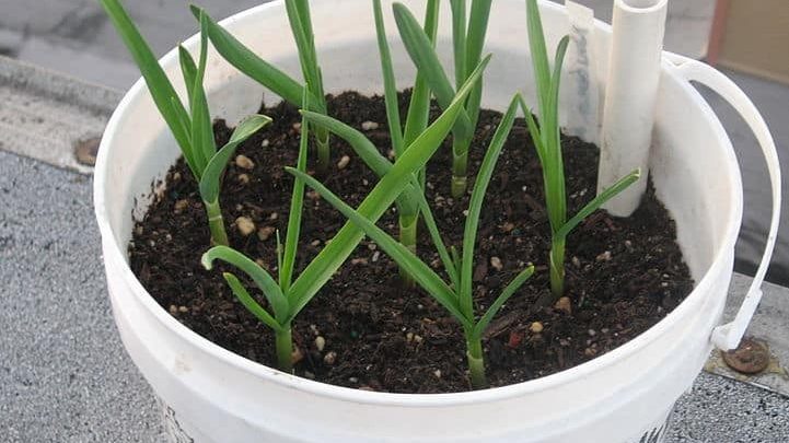 como plantar cravo-da-india em casa
