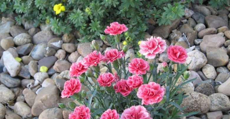 como plantar cravos rosa