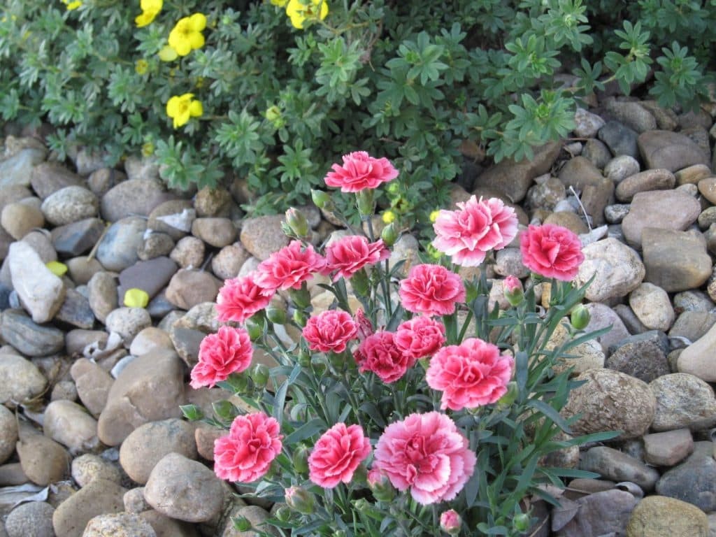 como plantar cravos rosa