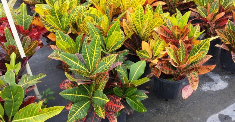 como plantar croton