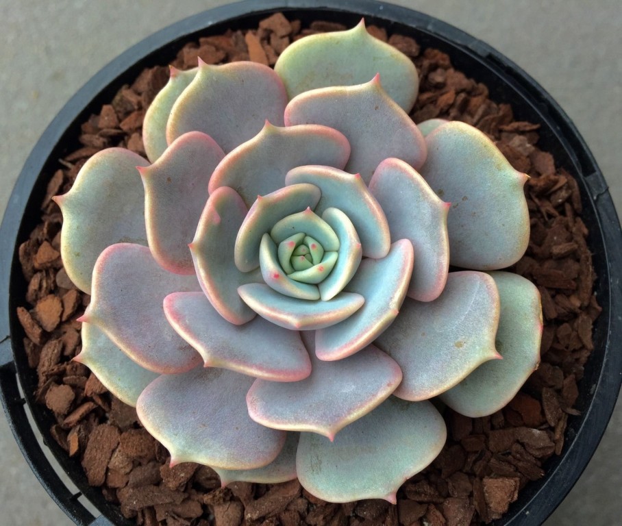 como plantar echeveria lilacina.