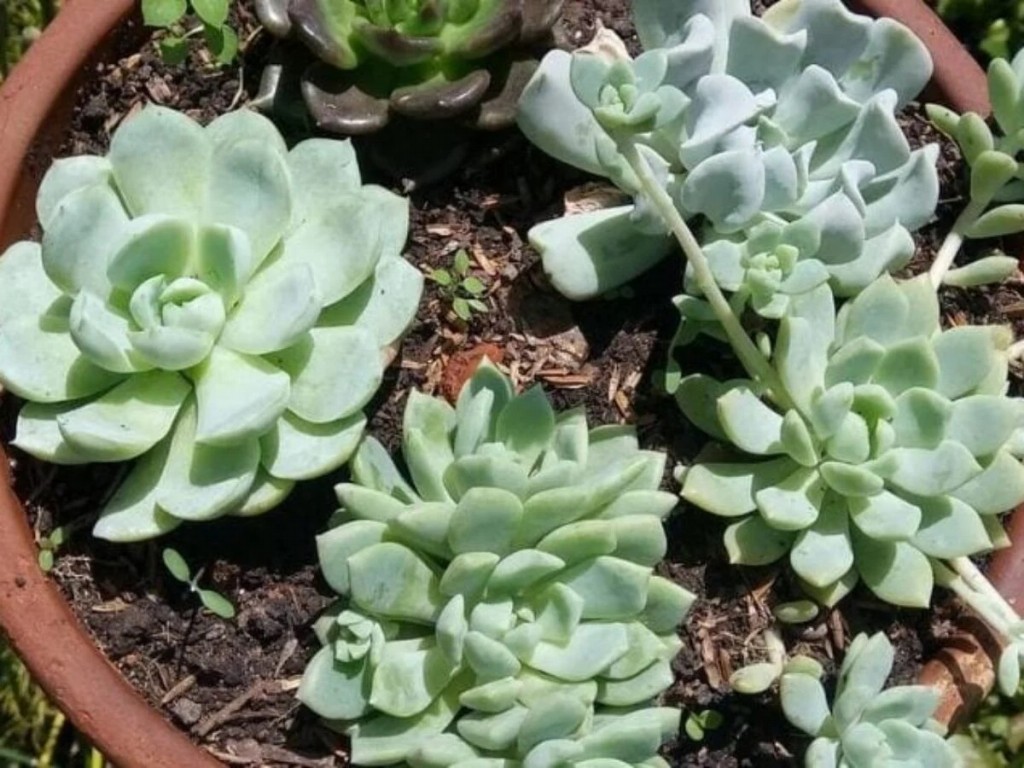 echeveria lilacina