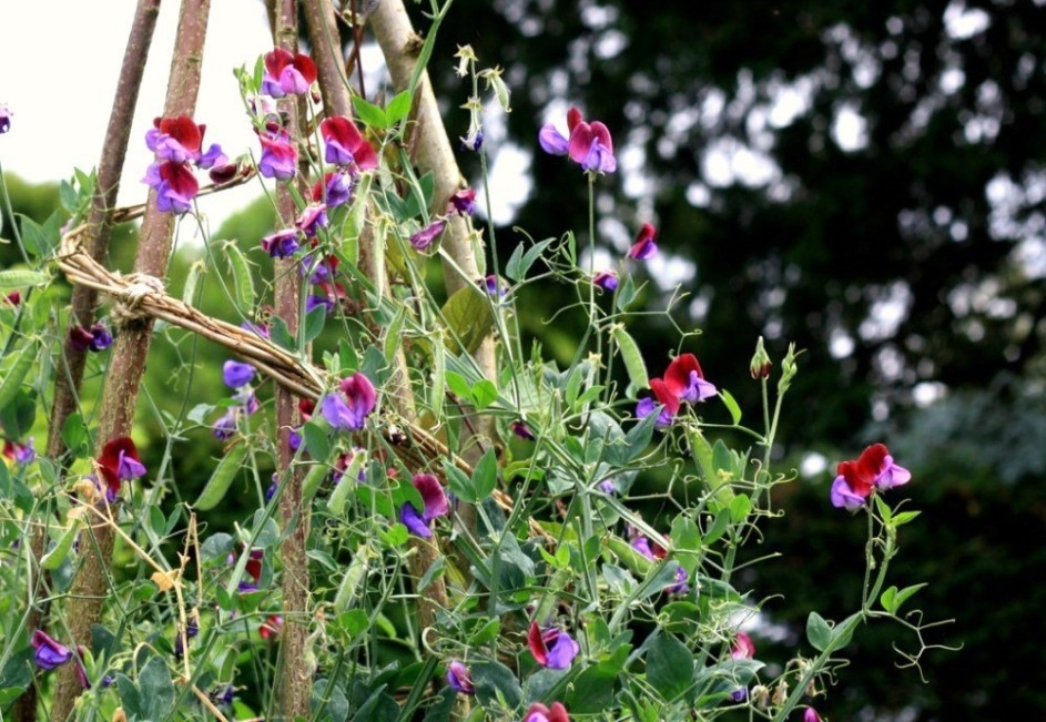 como plantar ervilha de cheiro