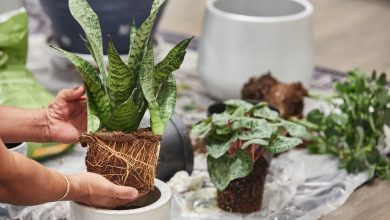 como plantar espada de sao jorge
