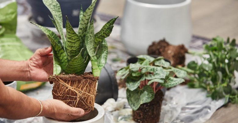 como plantar espada de sao jorge