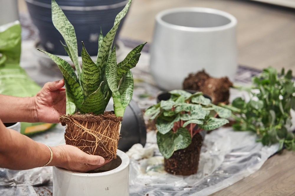 como plantar espada de sao jorge