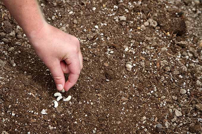 como plantar feijao na terra