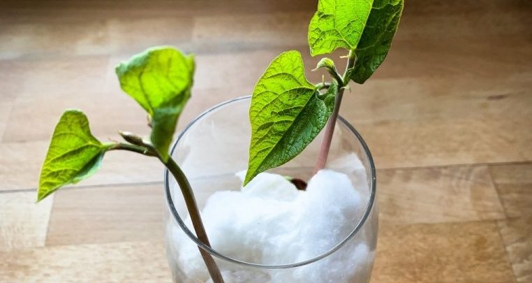 como plantar feijao no algodao em casa