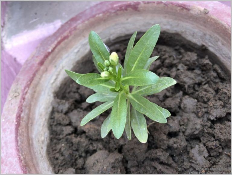 como plantar flor columbina