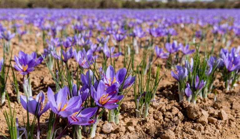 Como Plantar Flor de Açafrão | Horta em Casa
