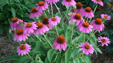 como plantar flor-de-cone