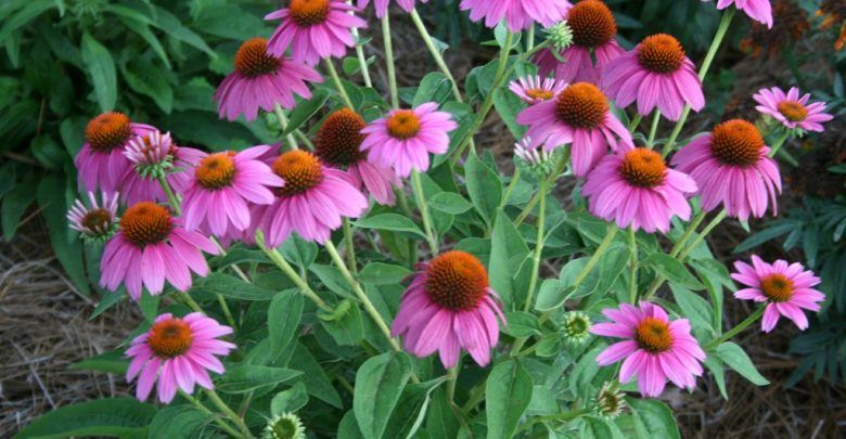 como plantar flor-de-cone