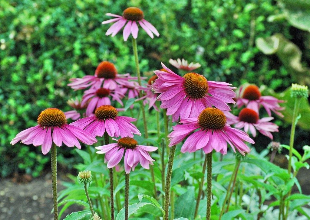 como plantar flor-de-cone em casa