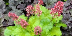 como plantar flor de coral (2)