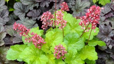 como plantar flor de coral (2)