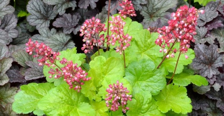 como plantar flor de coral (2)