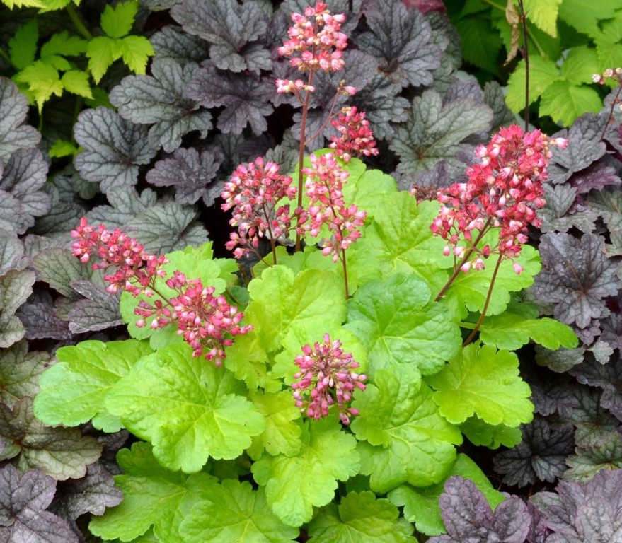 como plantar flor de coral (2)