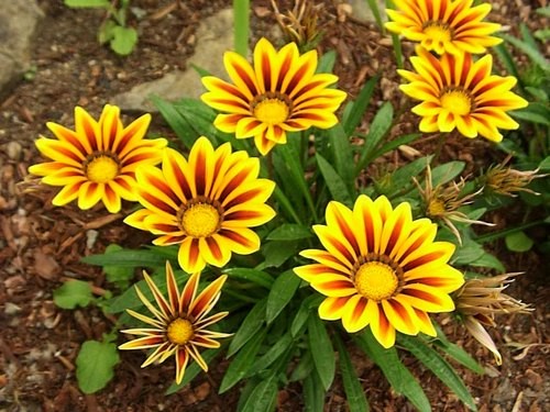 como plantar flor de gazania