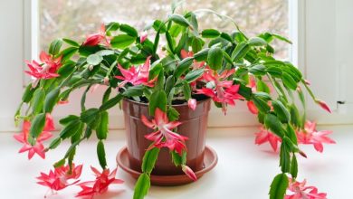 como plantar flor-de-maio