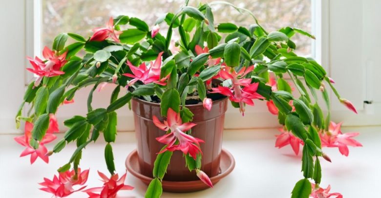 como plantar flor-de-maio