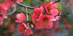 como plantar flor de marmelo