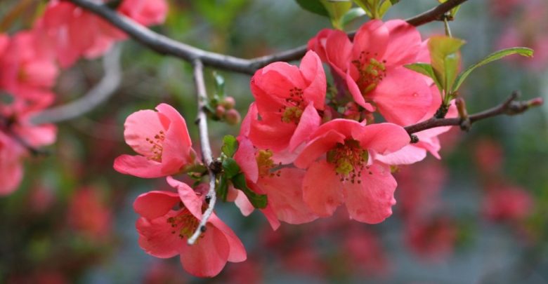 como plantar flor de marmelo