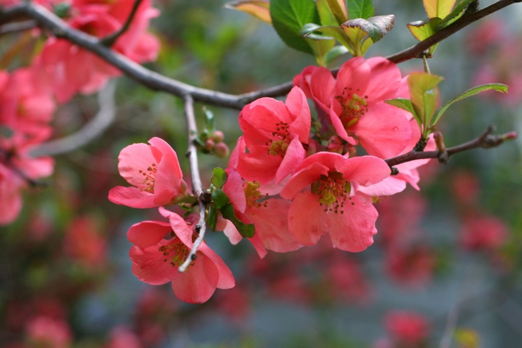 como plantar flor de marmelo