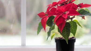 como plantar flor de natal