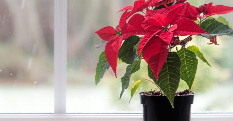 como plantar flor de natal