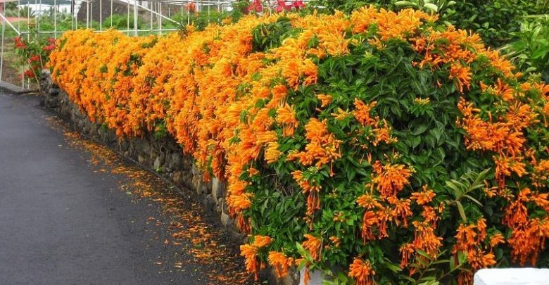 como plantar flor de sao joao