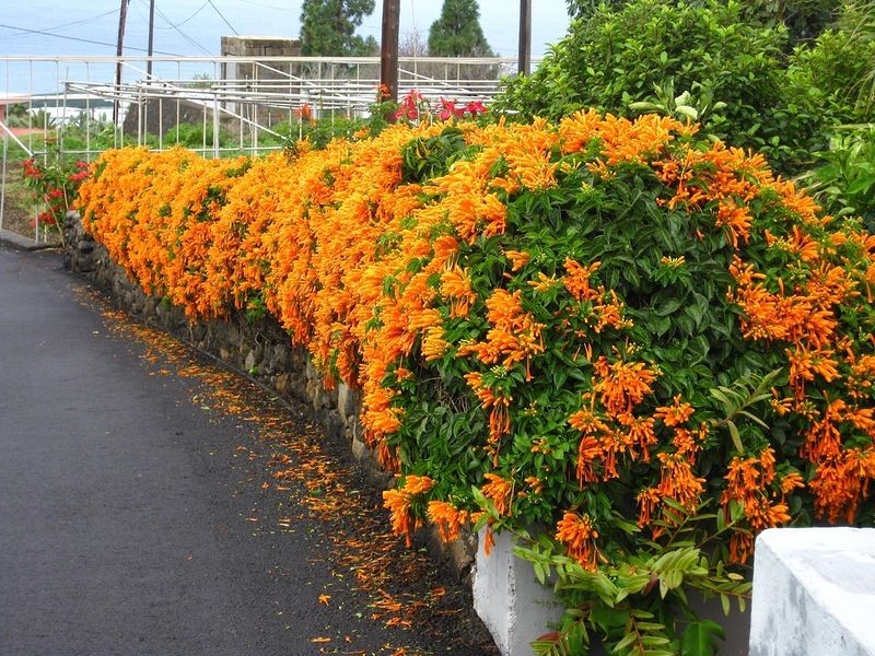 como plantar flor de sao joao