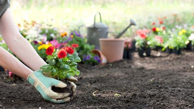 como plantar flores