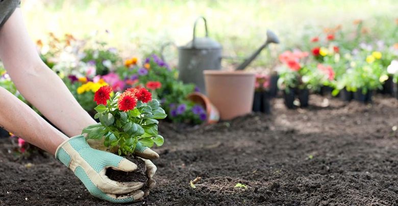 como plantar flores